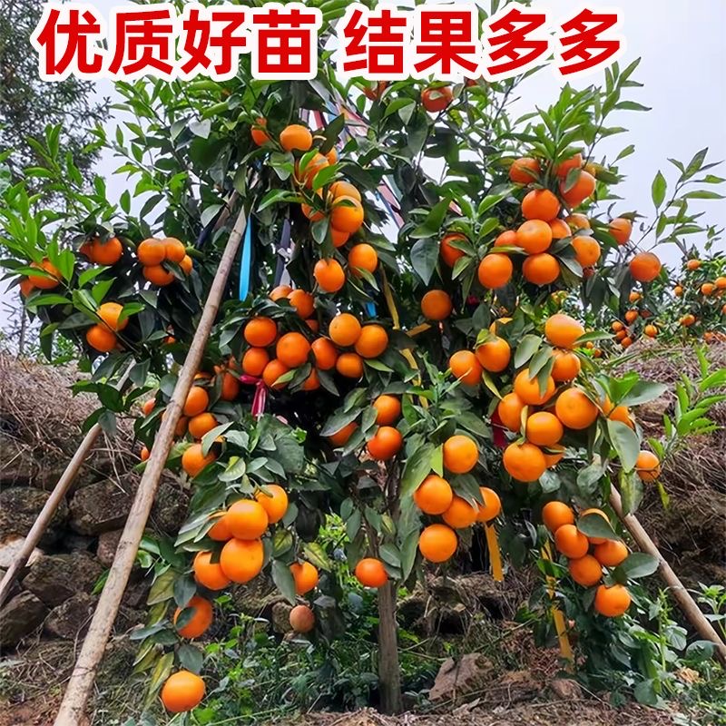 【带土带叶】嫁接橘子树苗沙糖桔蜜桔盆栽地栽南北方种植当年结果