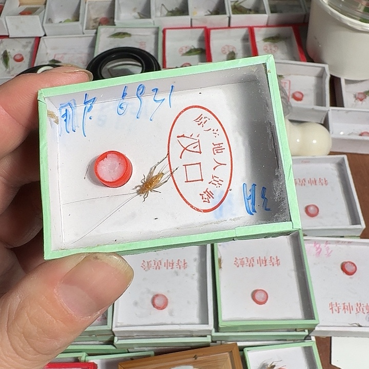 用***1蟋蟀11111111哈哈哈哈哈