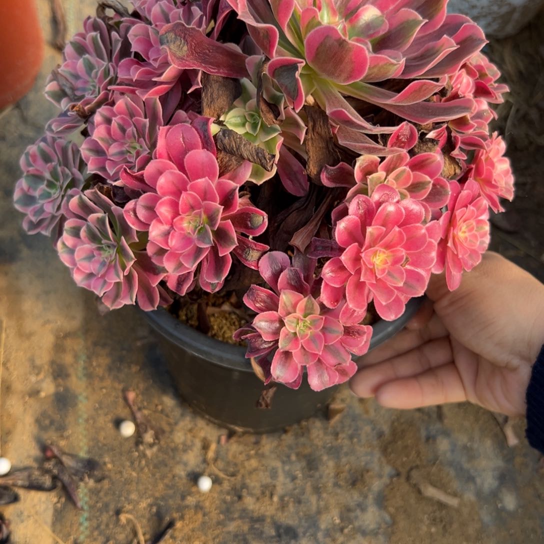 小*虫10凤冠多肉多肉多肉多肉