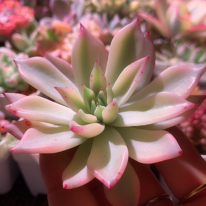 红爪覆轮锦带小侧芽砍头