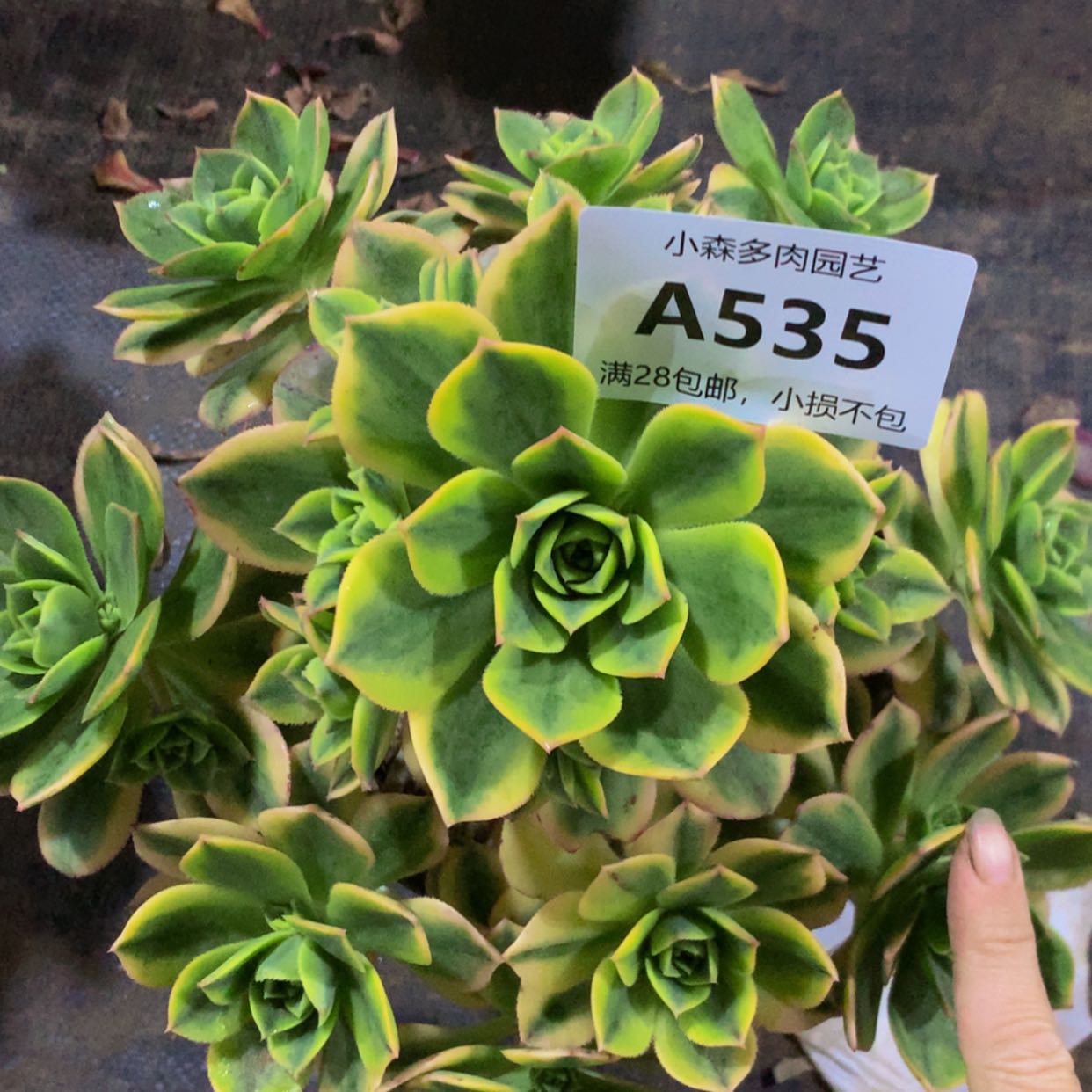 【闪购商品】535星爆多肉