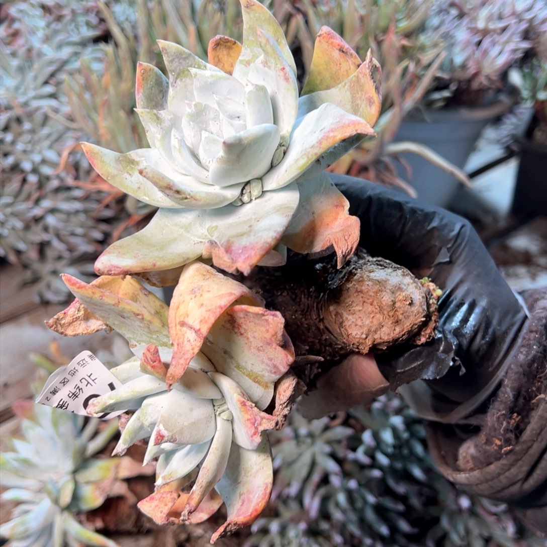 7592哈哈哈哈哈哈哈哈