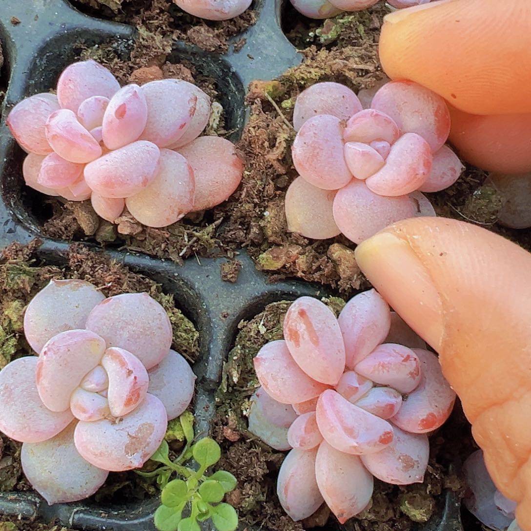 小鼻嘎奶茶苗3颗多肉