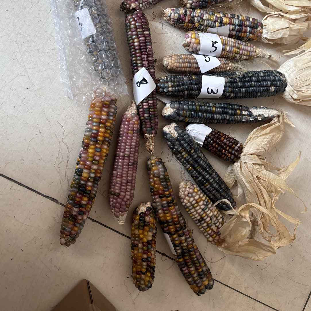 文玩玉米毛料一物一拍，仅限直播间凑单，禁私拍