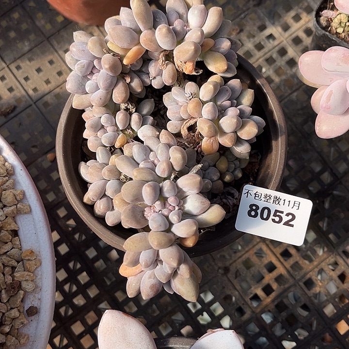 阿雅园艺。      8052星黛露