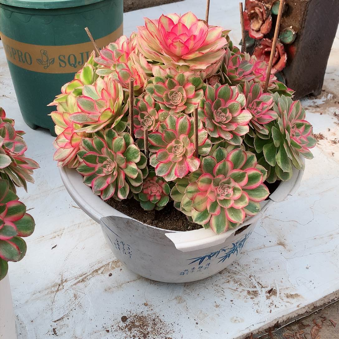 【闪购商品】z**v荔枝变，多肉