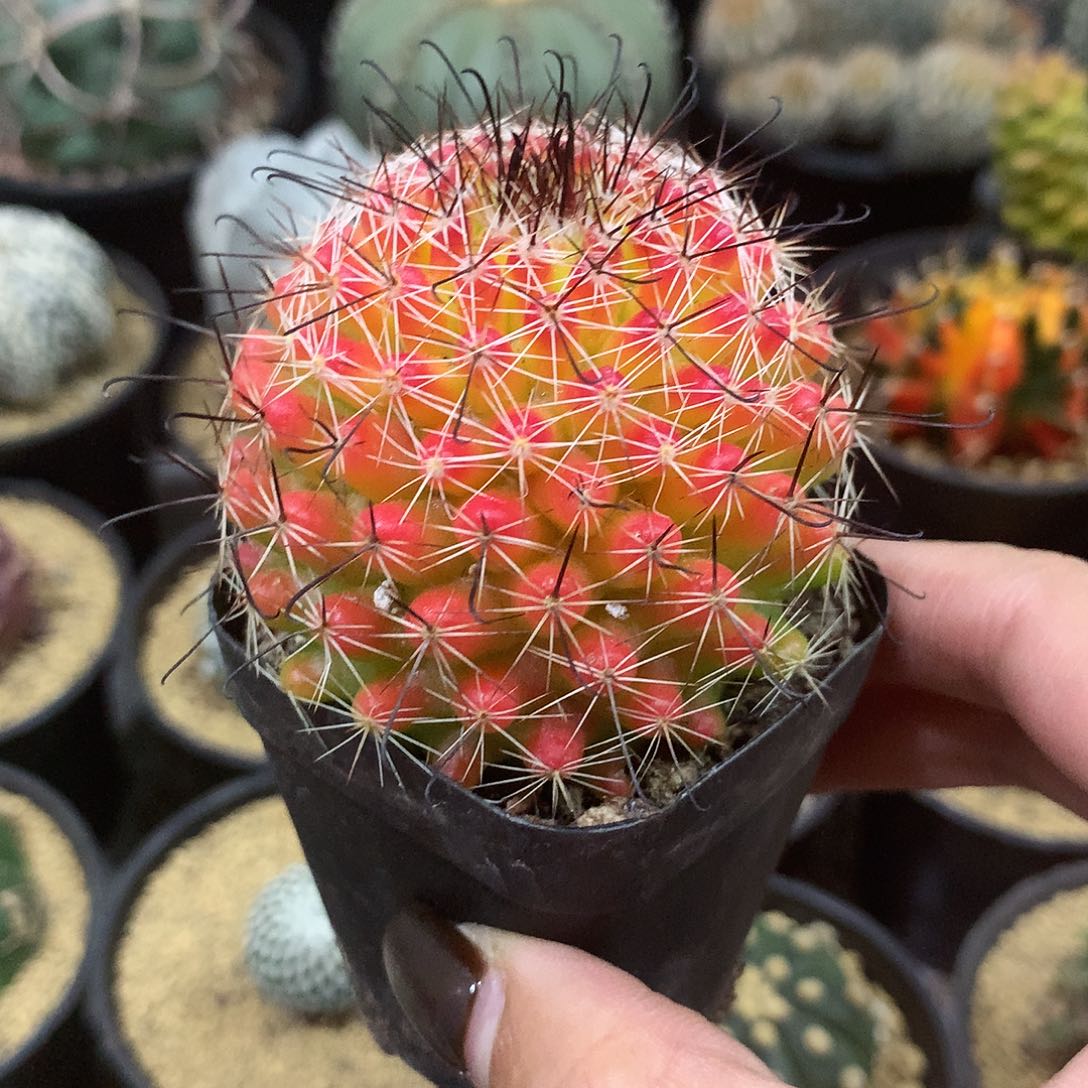 红娜丸仙人球自根