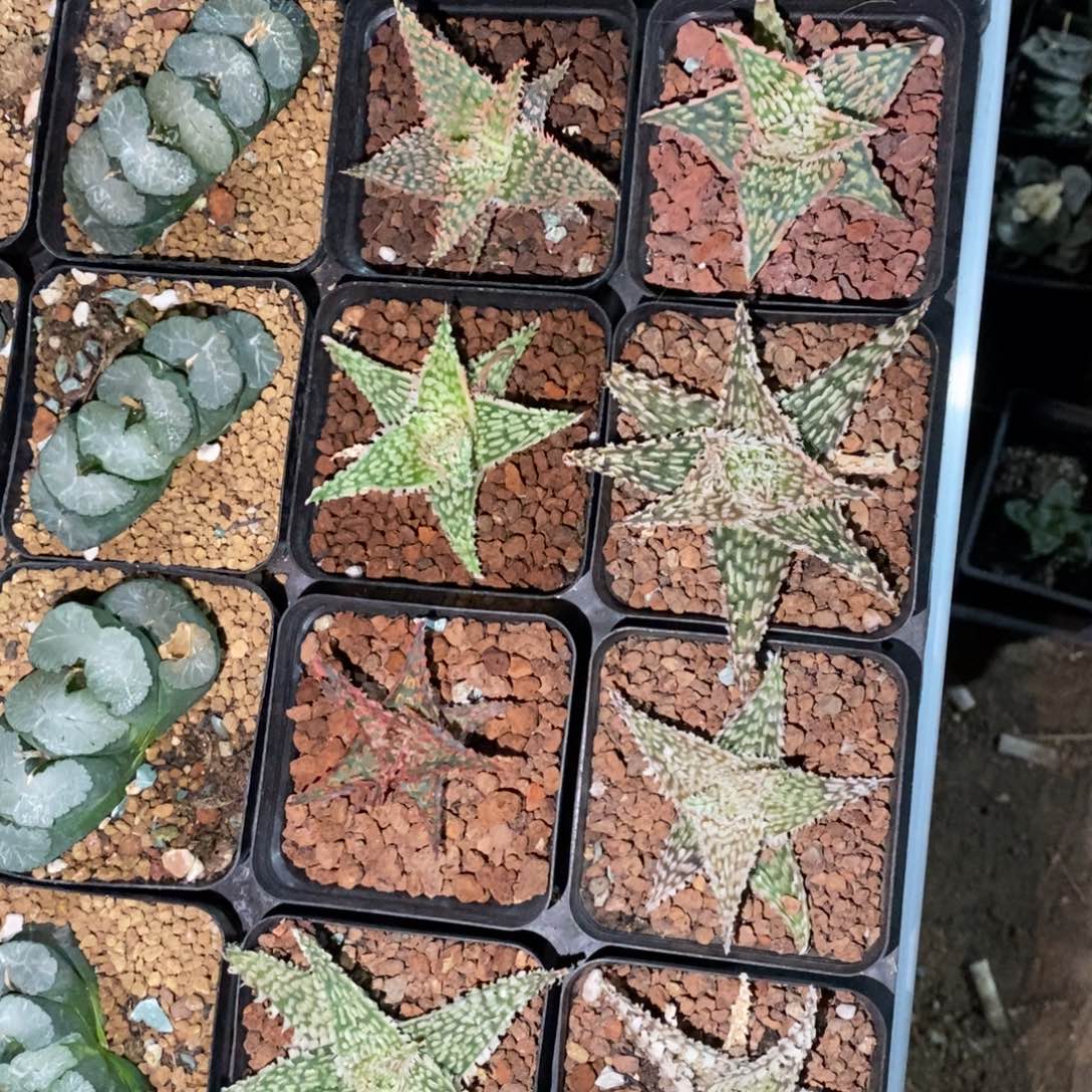 一颗超大圣诞芦荟 元旦福利