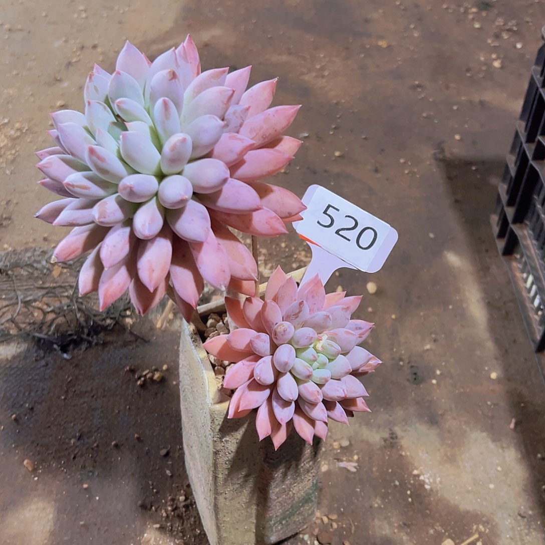 可****丽520所罗门25元元元