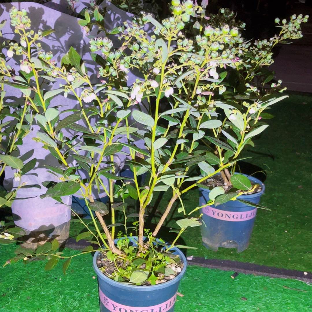 果苗46789888888888