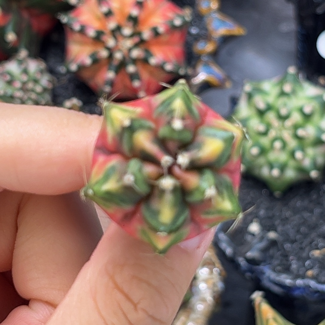 乌贼后代 六棱 腹棱 米哈仙人球