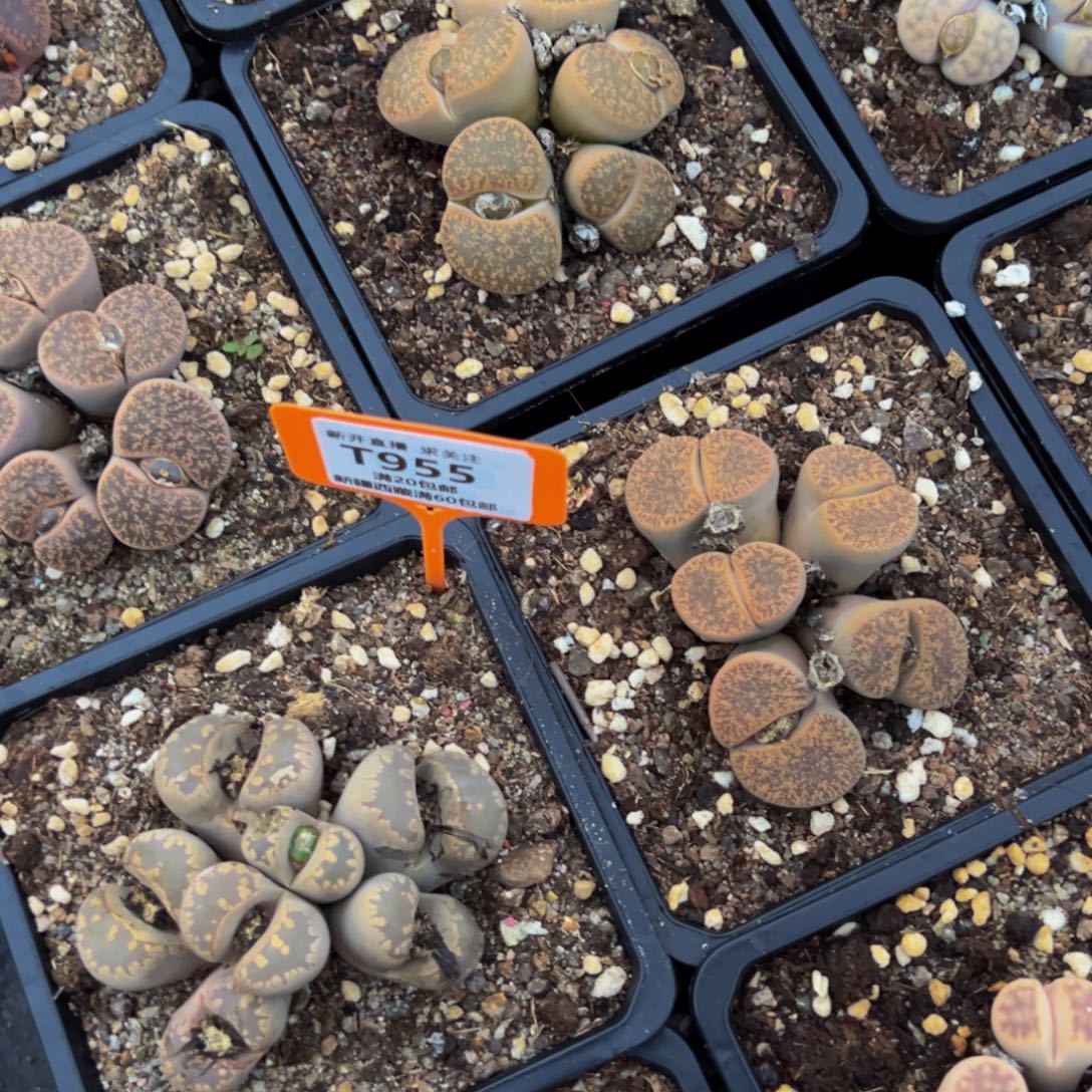 运***儿955 一物一拍，默认有伤，介意勿拍，不退不换