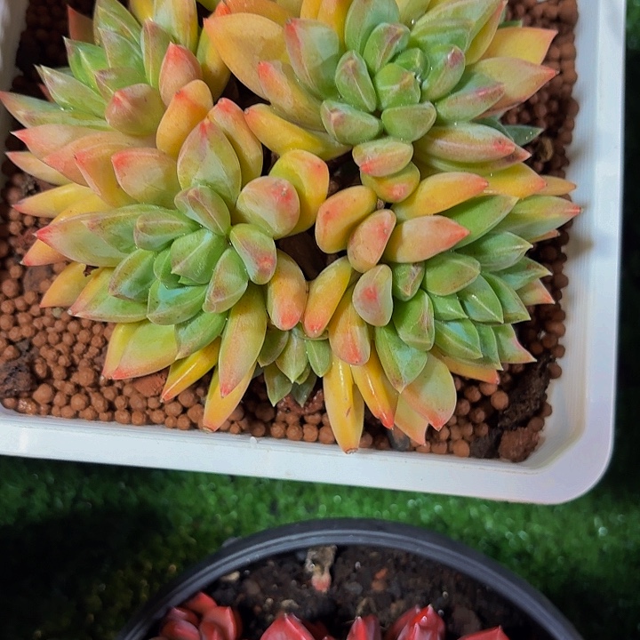 双***水丽娟花卉黄体美人