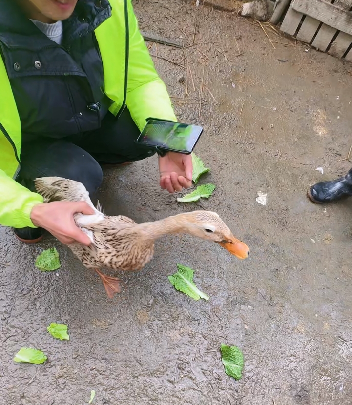 捡漏 本地土鸭子