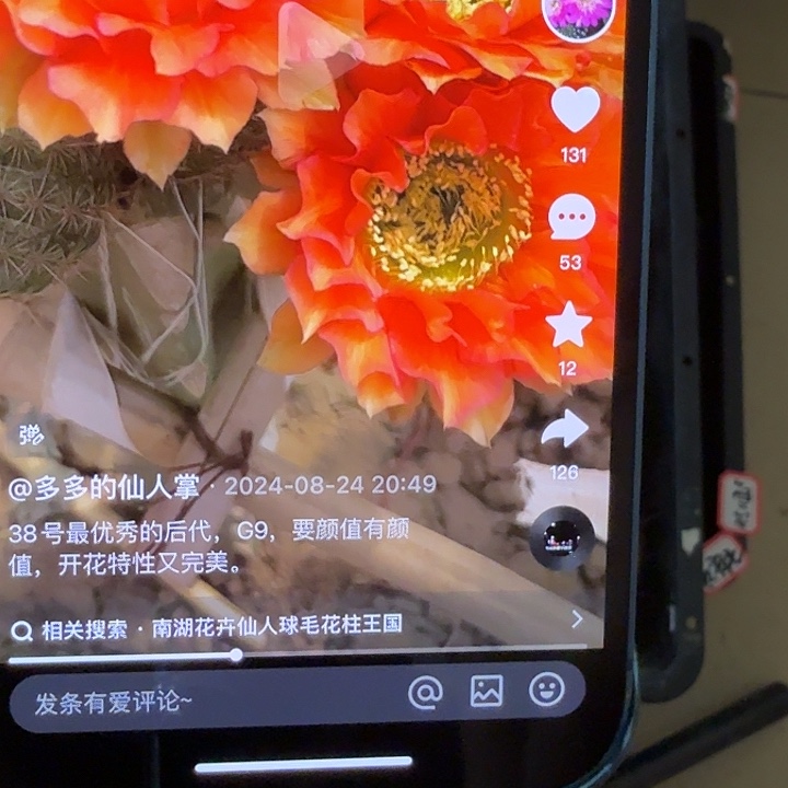 仙人球彩草侧芽歪g9歪