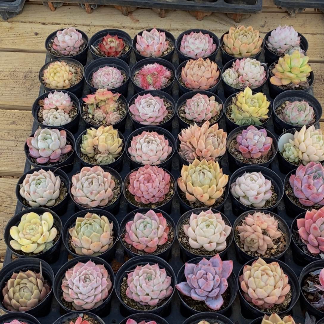 080的人生态度是如此