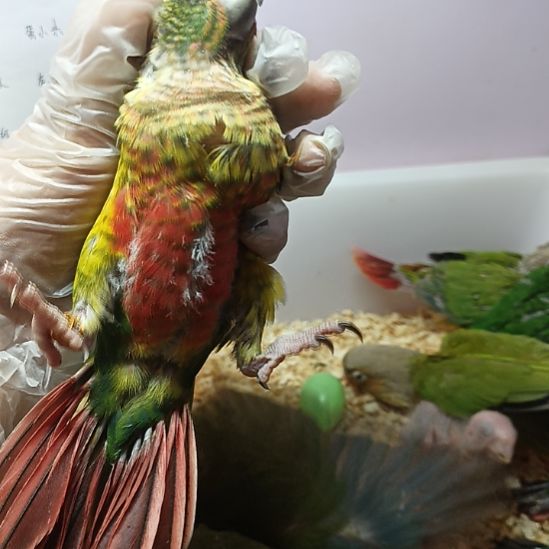 虎皮鹦鹉亲人手养鹦鹉亲人黄边观赏鸟