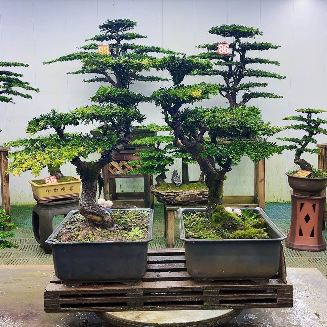 完全开放罗汉松盆景艺术