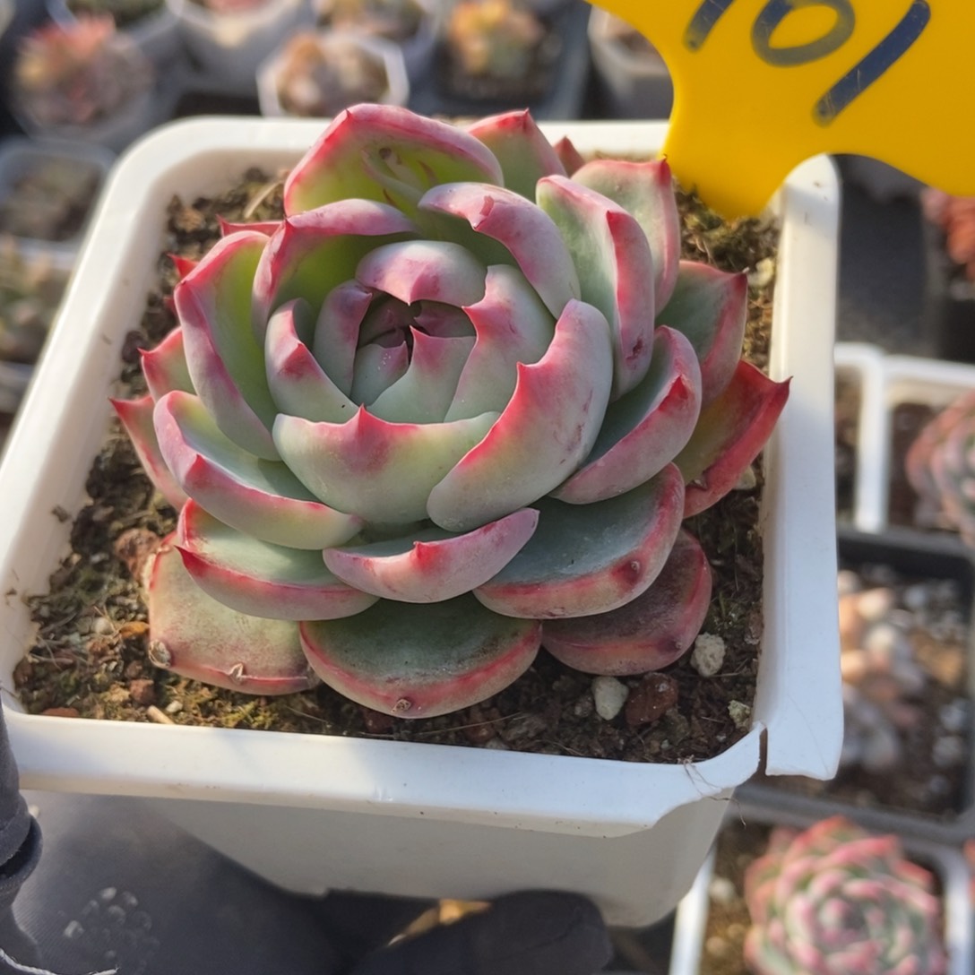 901惊鸿仙子多肉植物