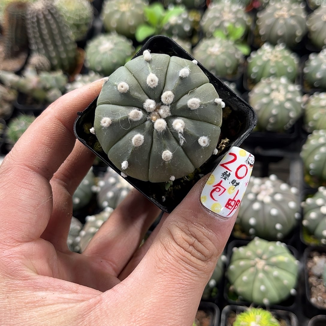 琉璃兜单头发货有根发货