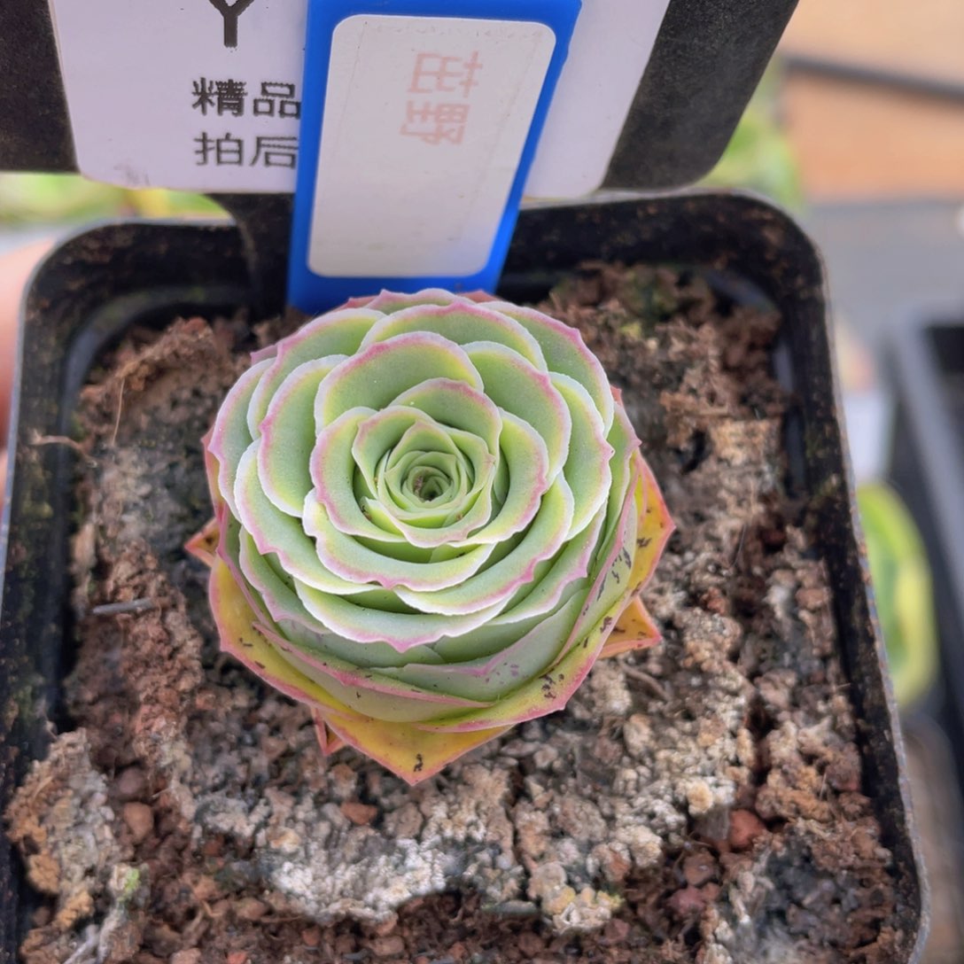 茁野玫瑰一物一拍743