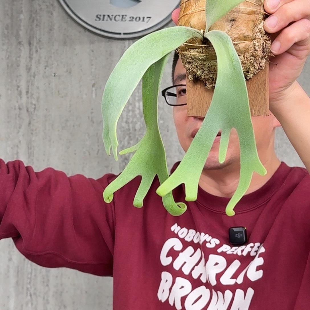 完全开放yot爪哇鹿角蕨书签板春野花园