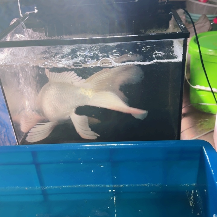 海水鱼蝴蝶鲤包邮100