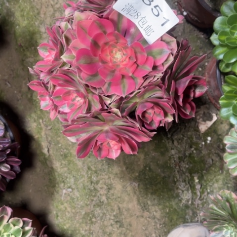 女巫多肉多肉4351