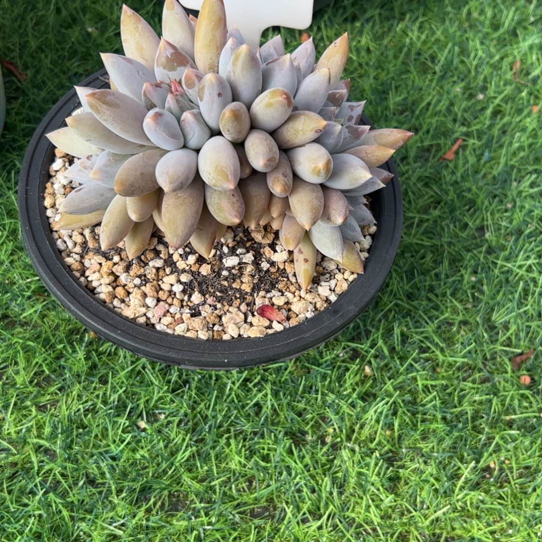 夏***岁哥特多肉植物保护研究所
