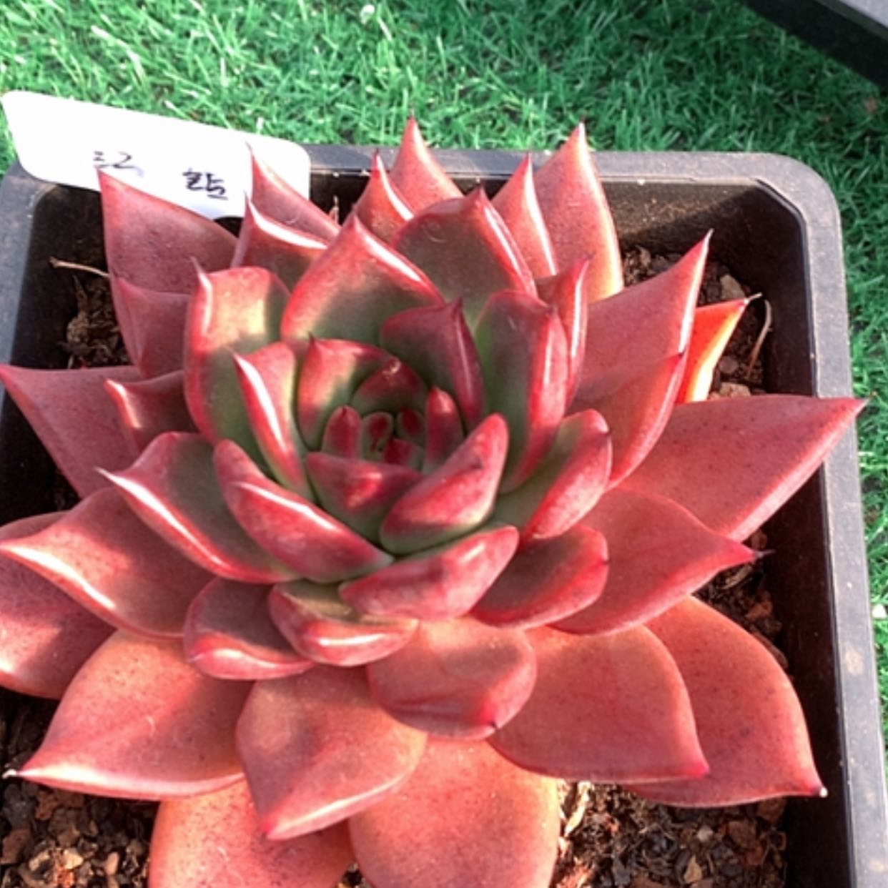 【闪购商品】云466号红钻