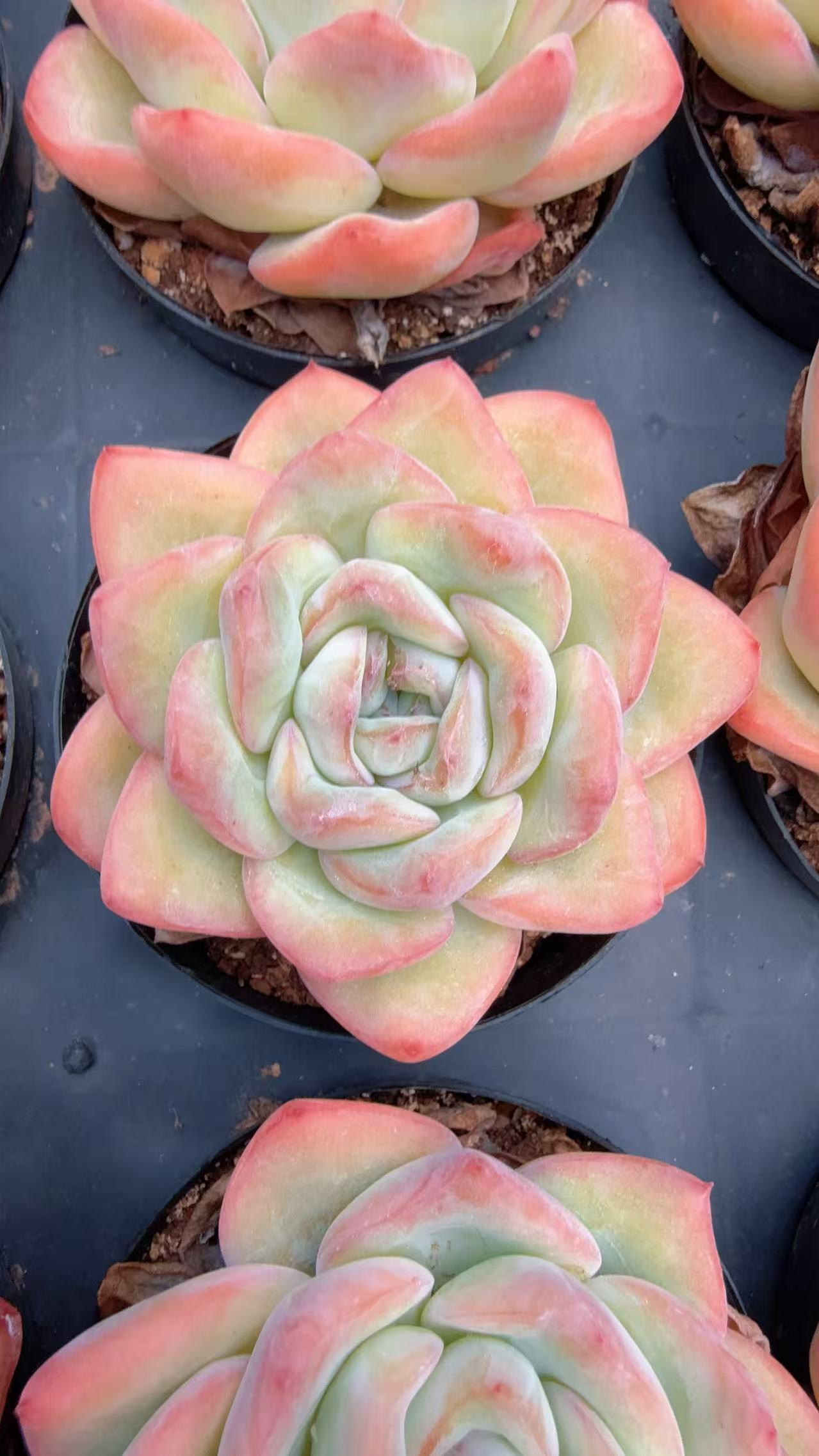 80#中号泡芙单头单头（5-7cm）脱土