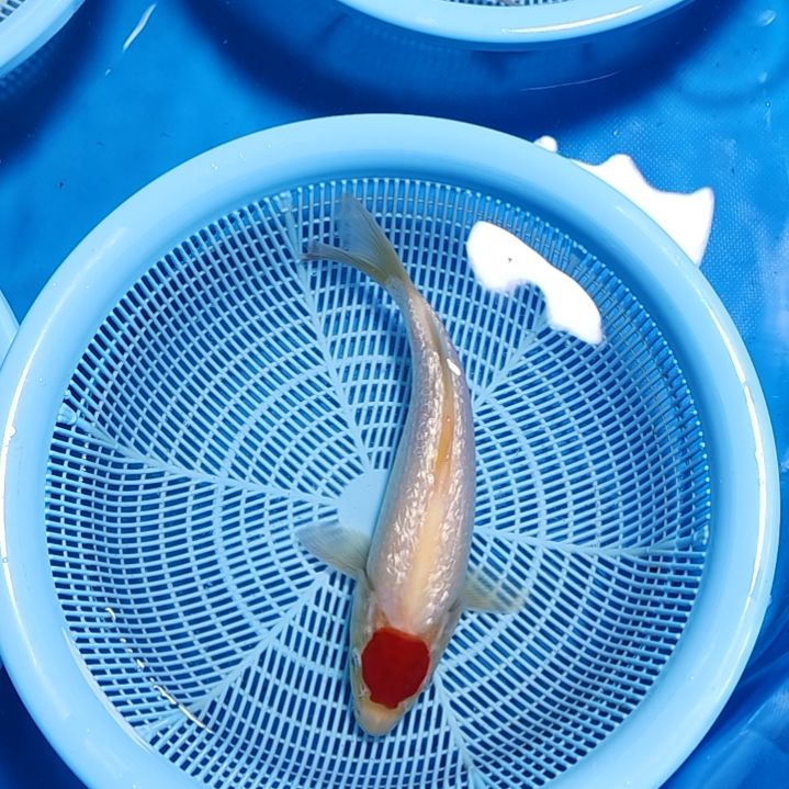 锦鲤留养S级大日X银鳞 圆满的顶