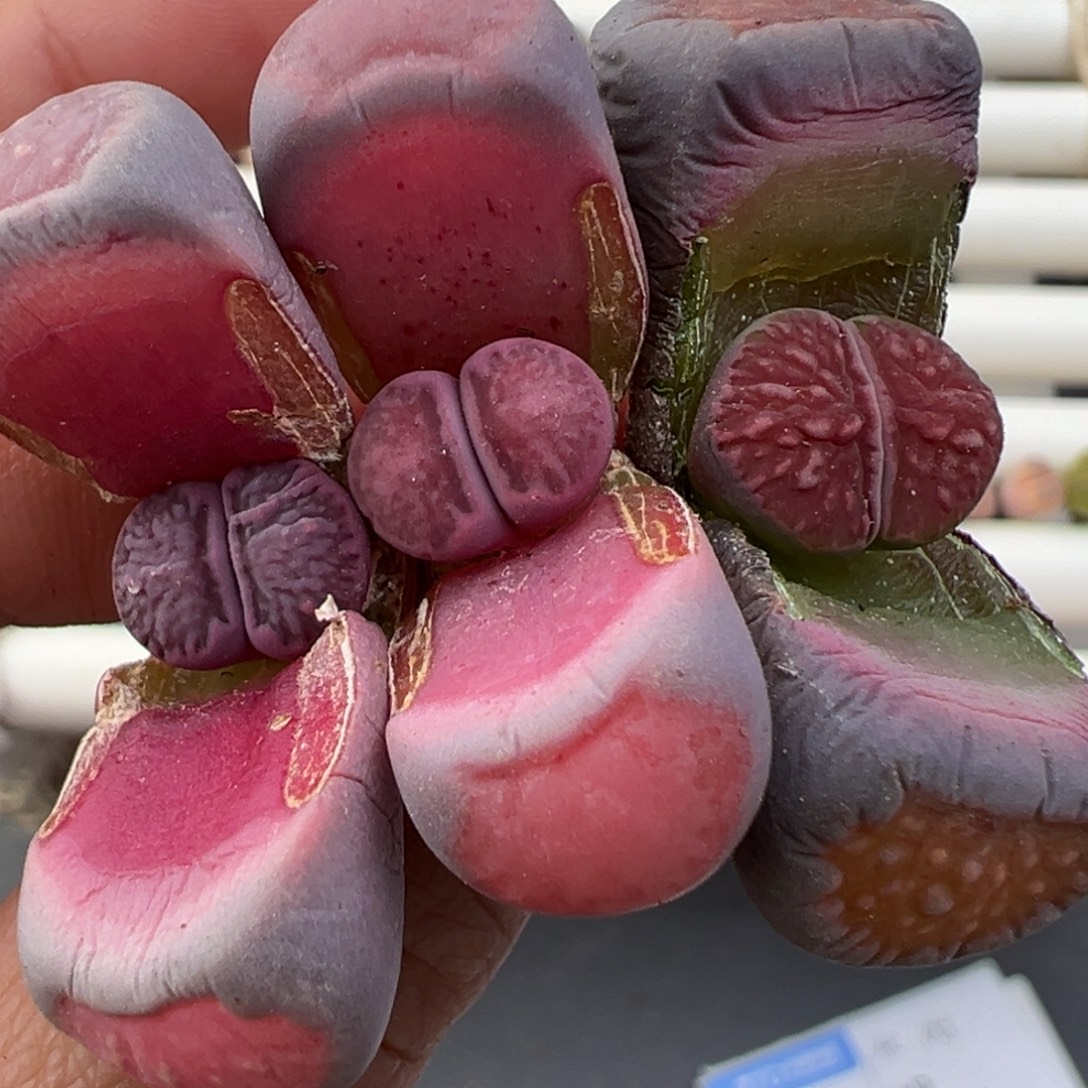 1.2好看的多肉脱土发货180