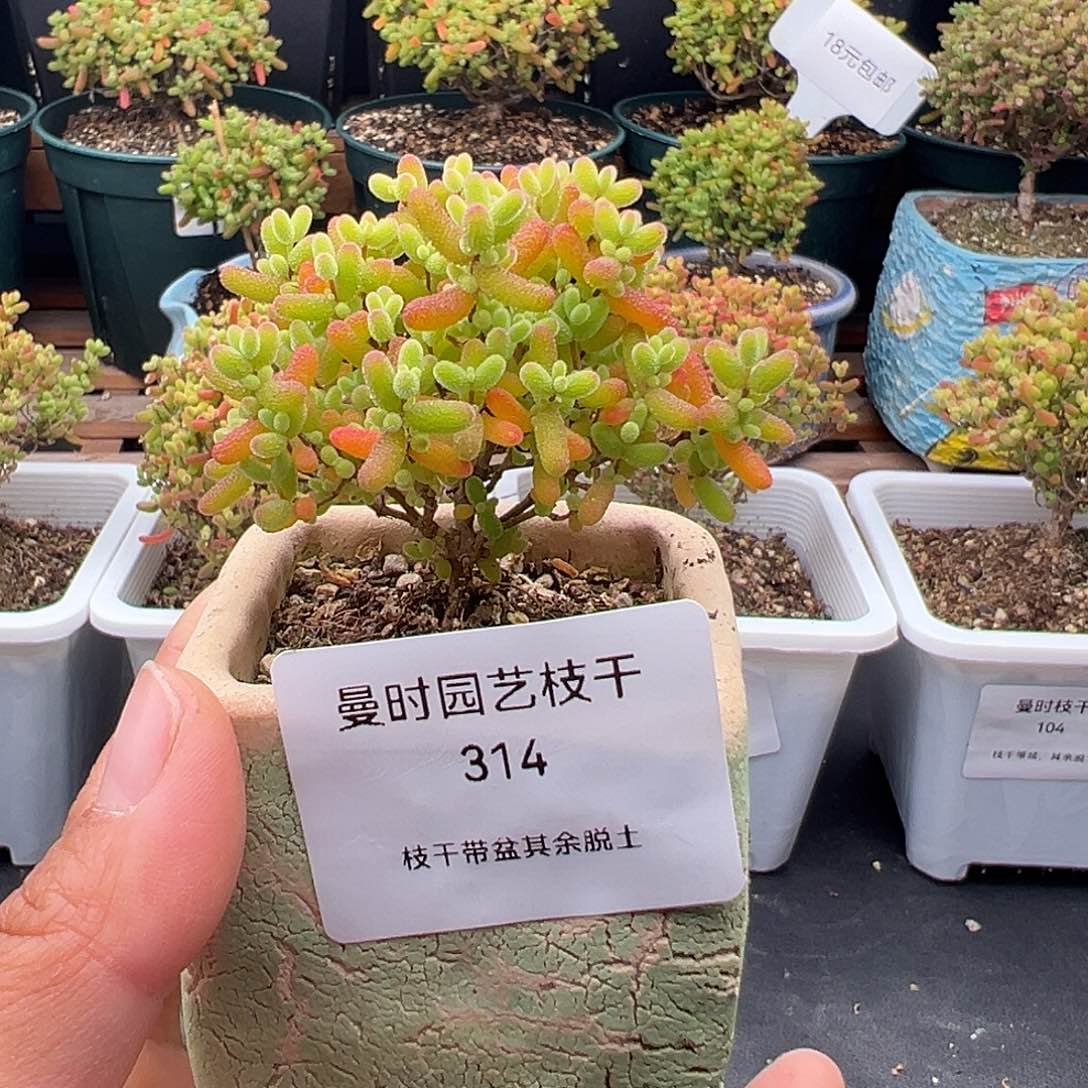 314号密橘糖球12.6多肉