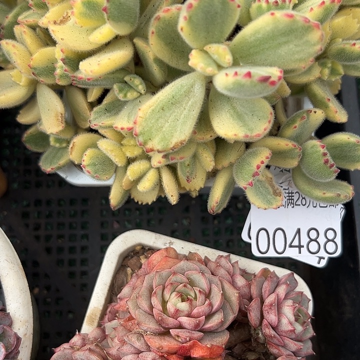 幸运儿是一位非常幸运