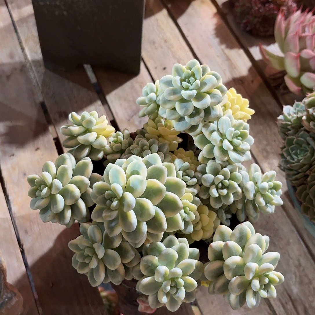 劳尔锦群无砍多肉