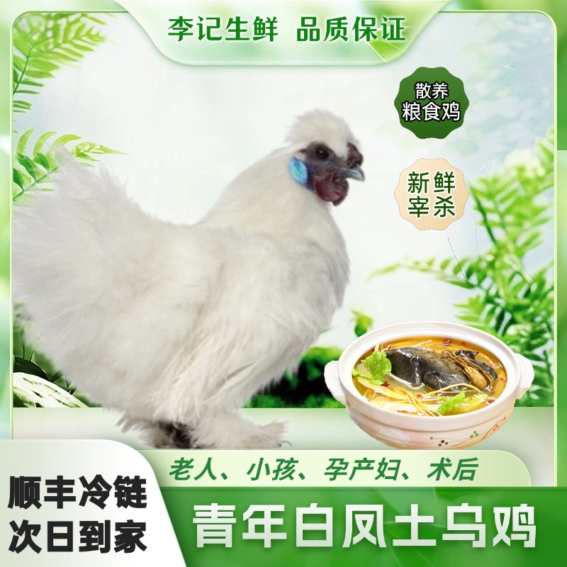 【次日达，1只装】今天拍明天到，源头农场园林散养正宗白凤土乌鸡*现杀现宰*冷链运输*保鲜到家