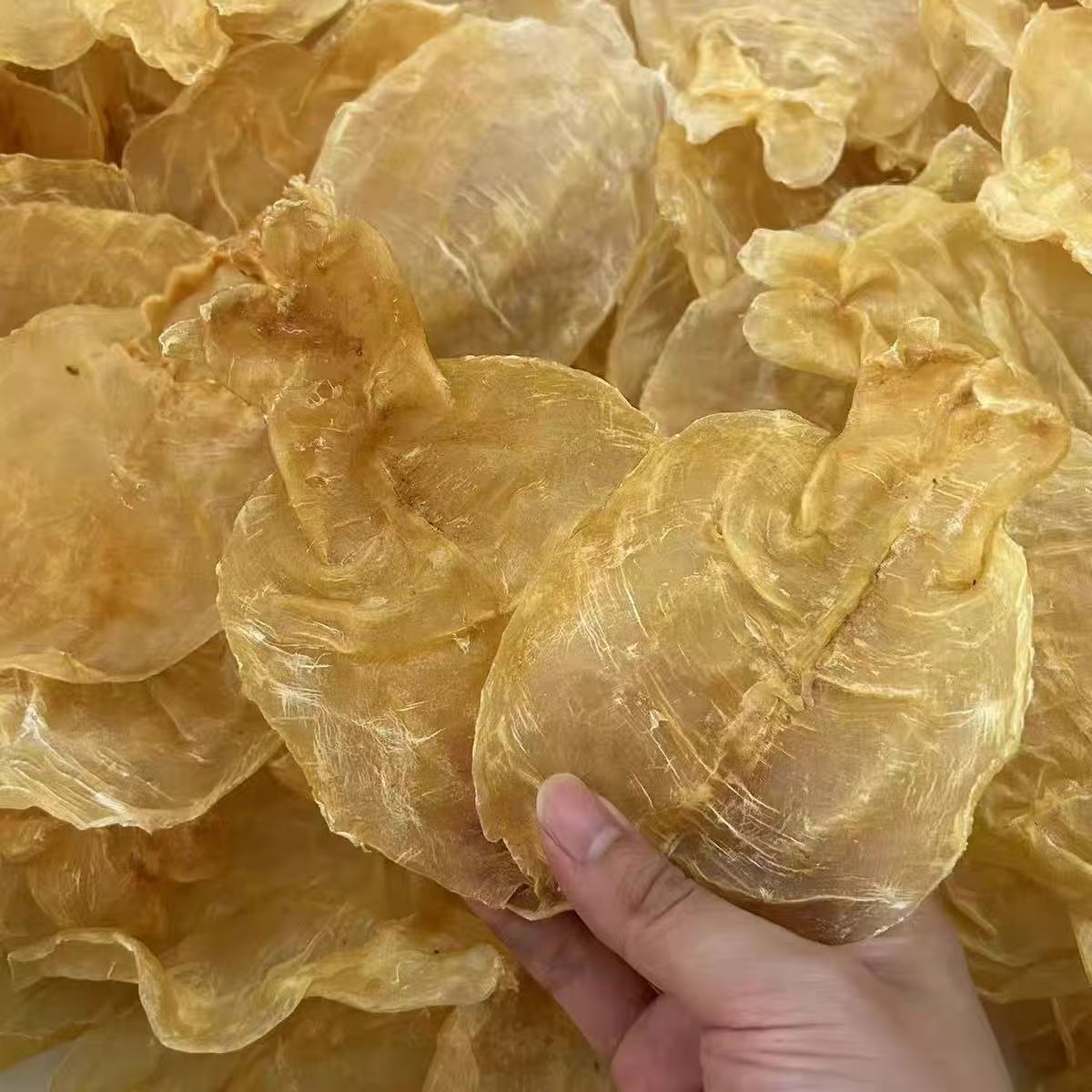 甲肚蜘蛛片鱼胶干货