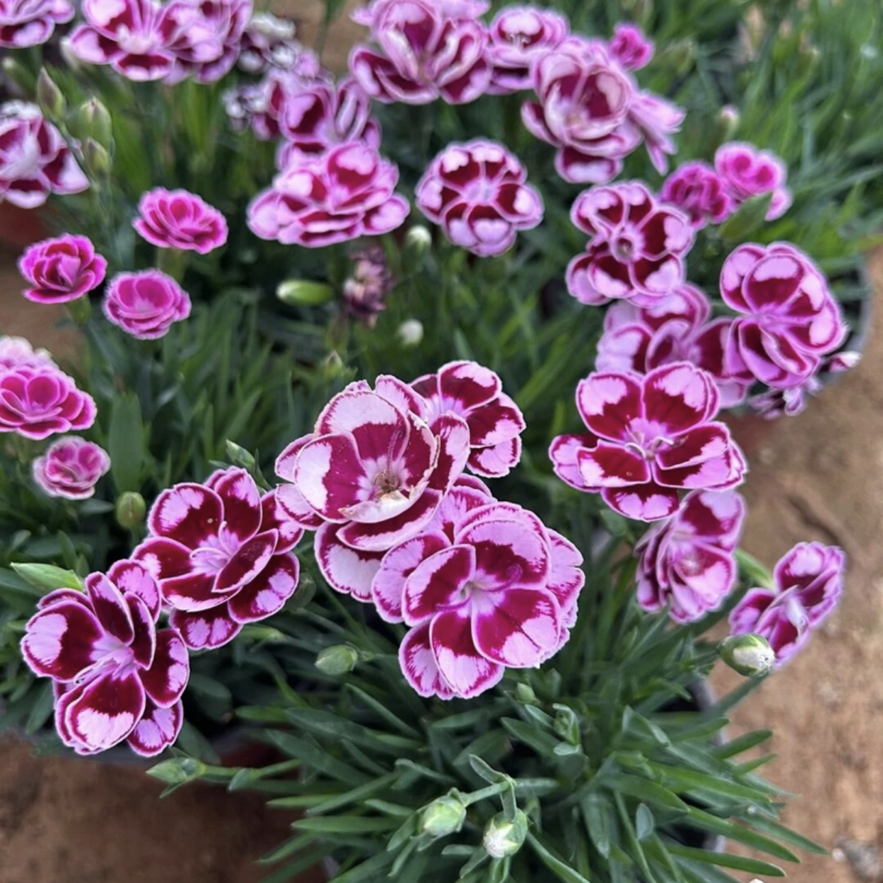 【超美石竹】110口径（6单包邮）多年生地栽盆栽耐寒耐热