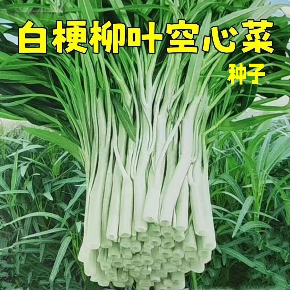 【全场满6包包邮】【161】白梗空心菜鸡毛菜芹菜种子农村西瓜