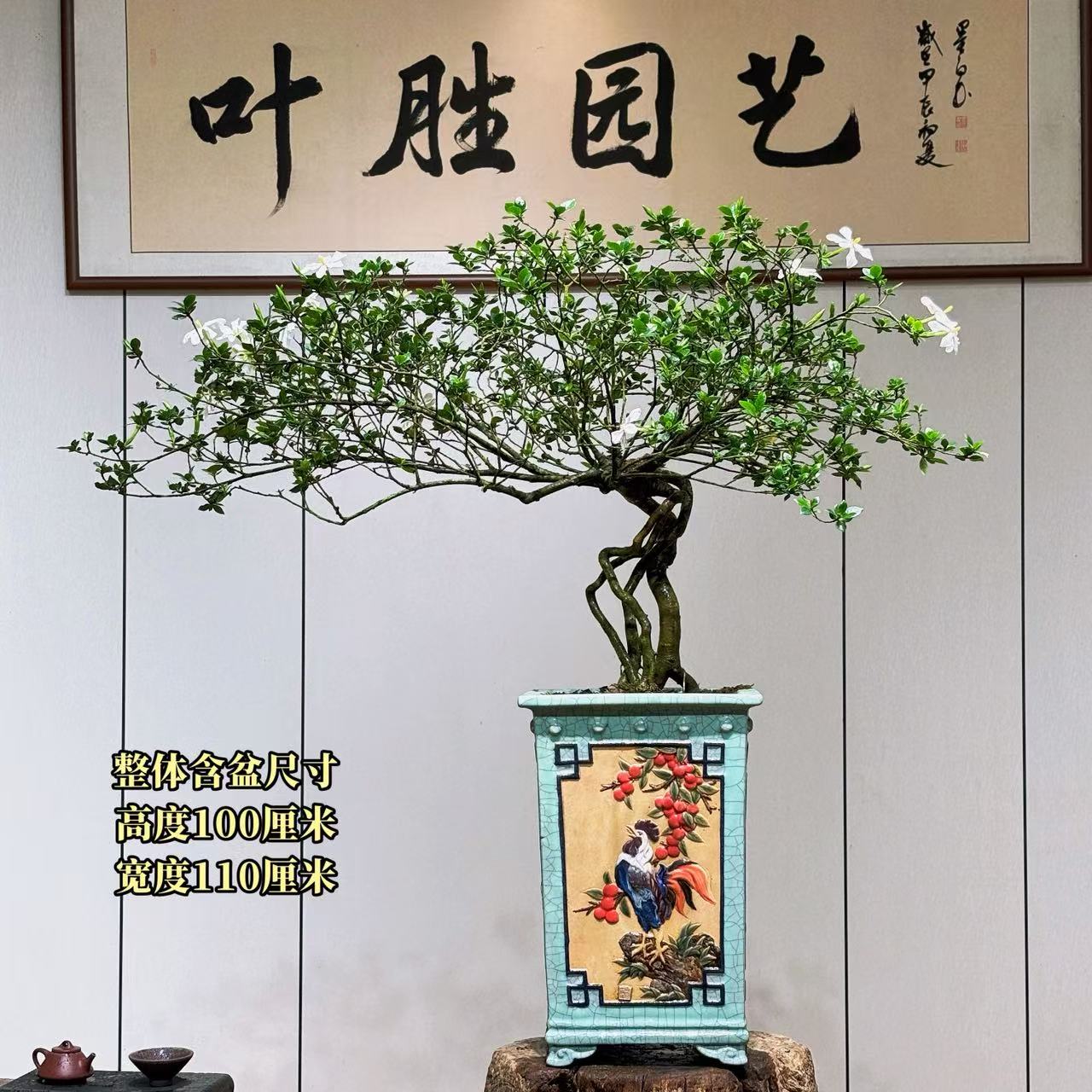【叶胜园艺】精品四季榄叶栀子花盆景