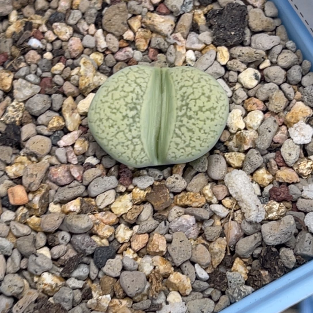 6162绿蛇纹1颗尺寸1.8