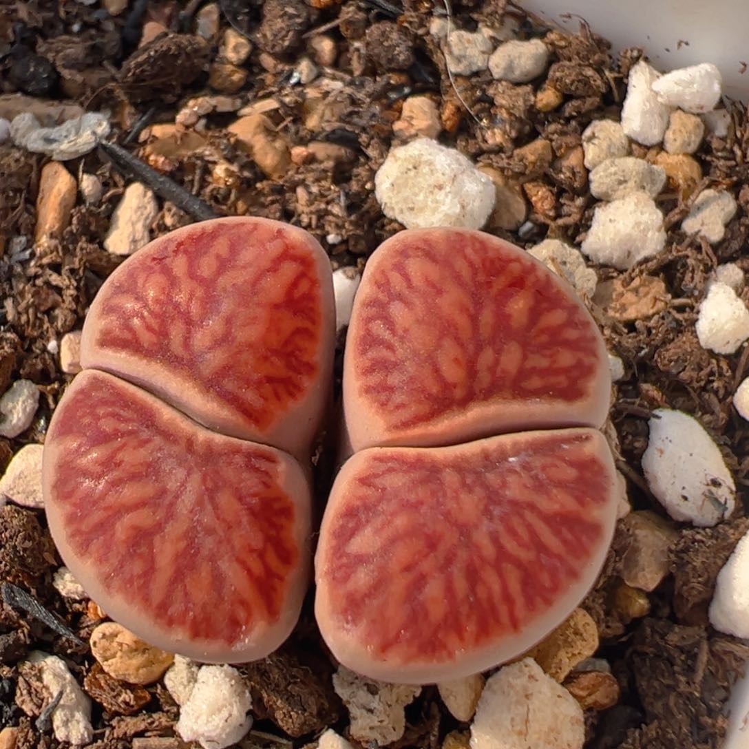 71多肉植物百科知识