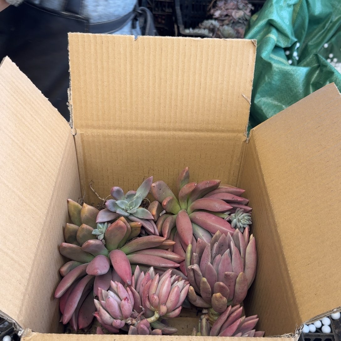 桃花源砍头 不包损25米