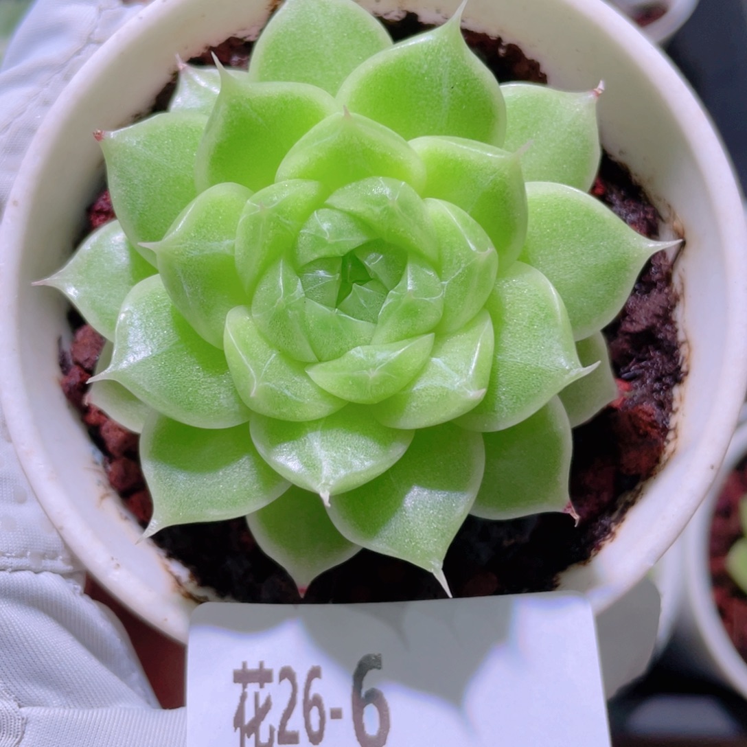 花利美26-6麦秆单头