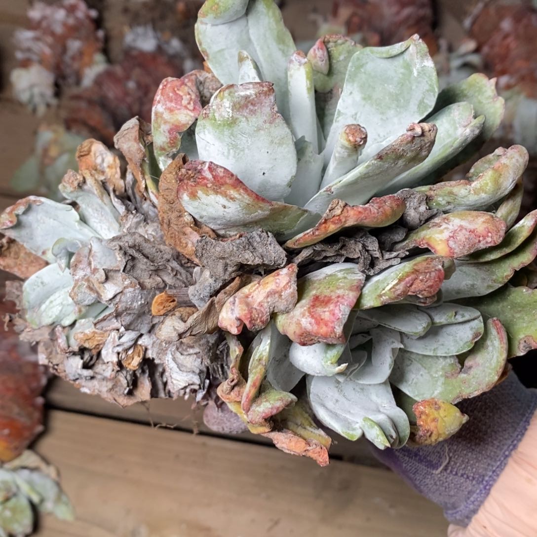 2115三头普西哈哈哈哈哈哈哈哈哈哈哈