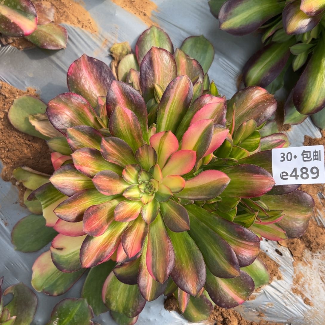 489邵修七彩多肉法师