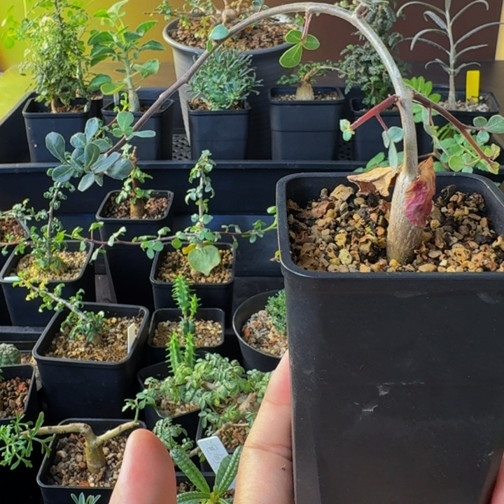 茉莉花➕薄荷味 种子80实生银叶橄榄顺丰空运包邮