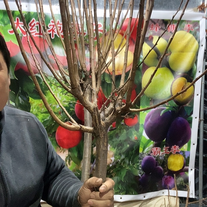 李子树大苗一颗树苗