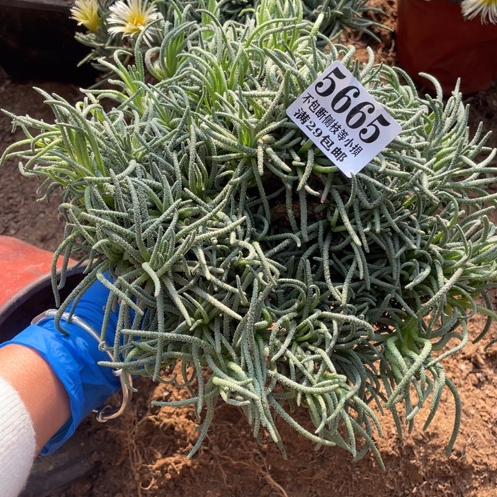 665号天赐多肉植物